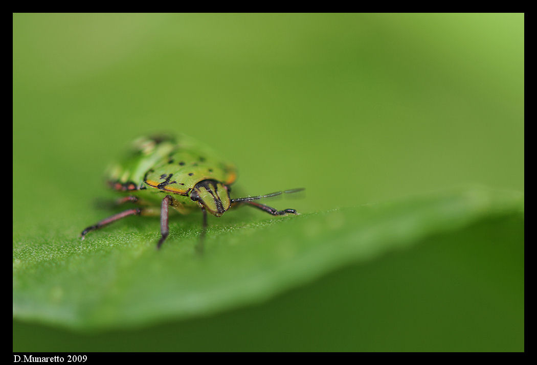 Cimicetta...nel sottobosco!